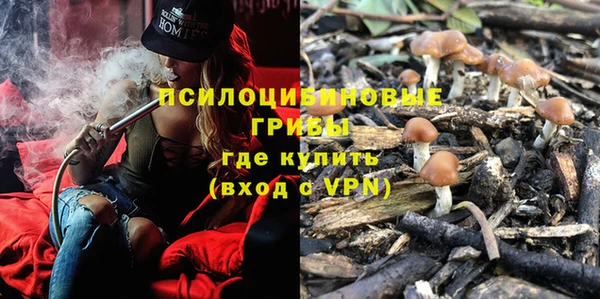 прущие грибы Алзамай